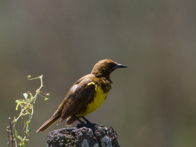 Brown-and-yellow Marshbird / Bruine watertroepiaal / Pseudoleistes virescens