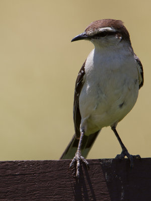 Chalk-browed Mockingbird / Camposspotlijster / Mimus saturninus