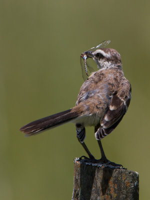 Chalk-browed Mockingbird / Camposspotlijster / Mimus saturninus