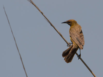 Brown-and-yellow Marshbird / Bruine watertroepiaal / Pseudoleistes virescens