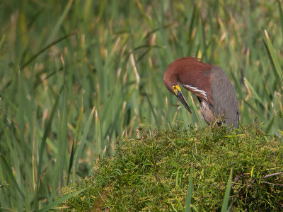 Rufescent Tiger-heron / Rosse tijgerroerdomp / Tigrisoma lineatum