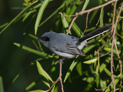 Masked Gnatcatcher / Maskermuggenvanger / Polioptila dumicola