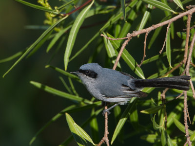Masked Gnatcatcher / Maskermuggenvanger / Polioptila dumicola