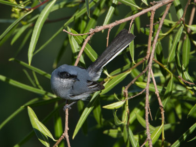 Masked Gnatcatcher / Maskermuggenvanger / Polioptila dumicola