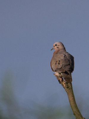 Eared Dove / Geoorde treurduif / Zenaida auriculata