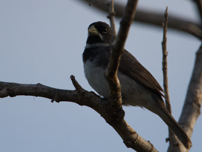 Double-collared Seedeater / Witbaarddikbekje / Sporophila caerulescens