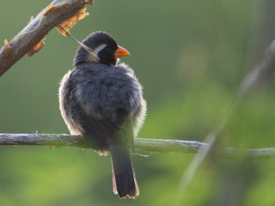 Golden-billed Saltator / Goudsnavelsaltator / Saltator aurantiirostris