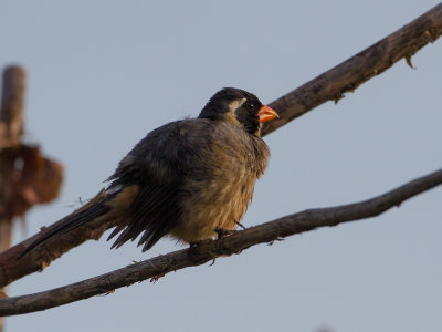 Golden-billed Saltator / Goudsnavelsaltator / Saltator aurantiirostris