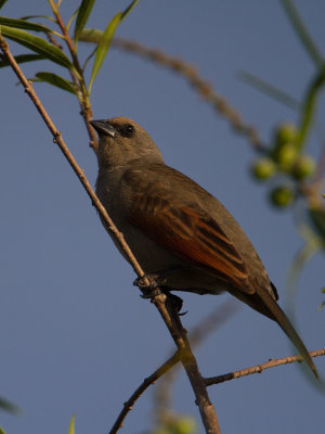 Baywing / Bruine koevogel / Agelaioides badius
