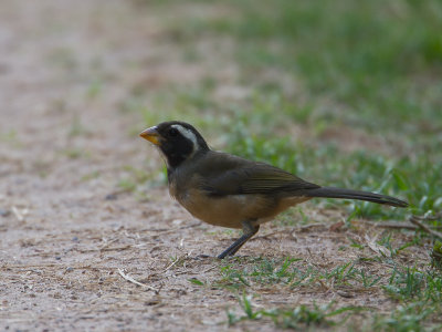 Golden-billed Saltator / Goudsnavelsaltator / Saltator aurantiirostris