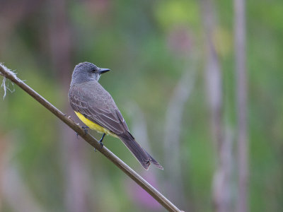 Tropical Kingbird / Tropische koningstiran / Tyrannus melancholicus