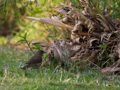 Creamy-bellied Trush / Crčmebuiklijster / Turdus amaurochalinus