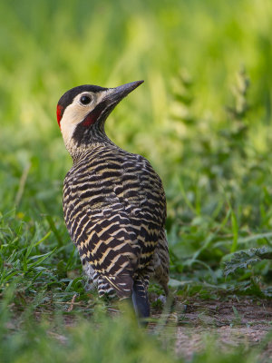 Green-barred Woodpecker / Groenbandgrondspecht / Colaptes melanochloros