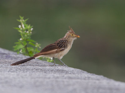 Guira Cuckoo / Guirakoekoek / Guira guira