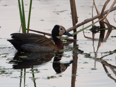 White-faced Whistling-Duck / Witwangfluiteend / Dendrocygna viduata