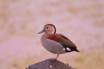 Ringed Teal / Ringtaling / Callonetta leucophrys