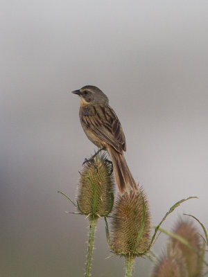 Long-tailed Reed Finch / Witbrauwgrasgors / Donacospiza albifrons