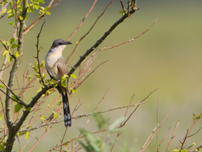 Dark-billed Cuckoo / Kleine mangrove-koekoek / Coccyzus melacoryphus