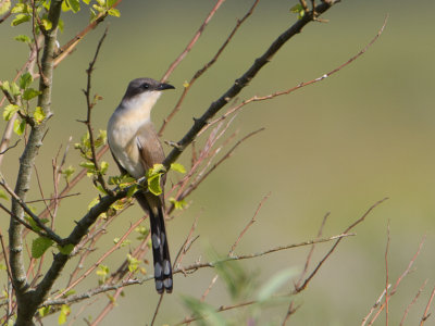 Dark-billed Cuckoo / Kleine mangrove-koekoek / Coccyzus melacoryphus