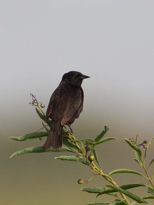 Unicoloured blackbird / Moerastroepiaal / Agelasticus cyanopus