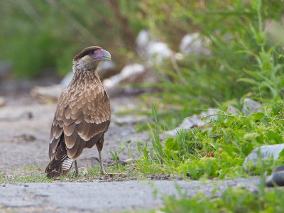 Crested Caracara / Kuifcaracara / Caracara plancus