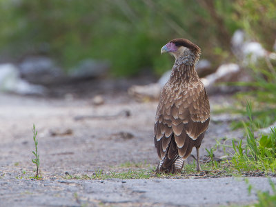 Crested Caracara / Kuifcaracara / Caracara plancus