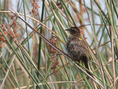 Yellow-winged Blackbird / Geelboegtroepiaal / Agelasticus thilius