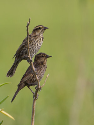 Yellow-winged Blackbird / Geelboegtroepiaal / Agelasticus thilius