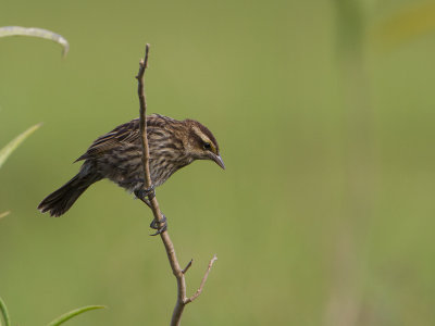Yellow-winged Blackbird / Geelboegtroepiaal / Agelasticus thilius