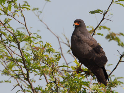 Snail Kite / Slakkenwouw / Rostrhamus sociabilis