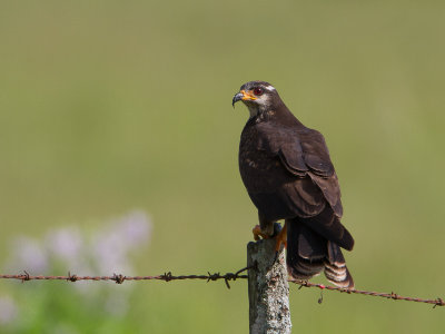 Snail Kite / Slakkenwouw / Rostrhamus sociabilis