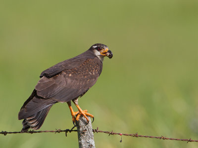 Snail Kite / Slakkenwouw / Rostrhamus sociabilis