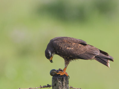 Snail Kite / Slakkenwouw / Rostrhamus sociabilis