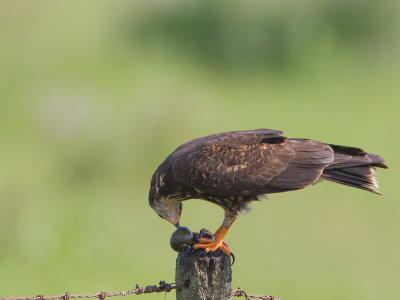 Snail Kite / Slakkenwouw / Rostrhamus sociabilis