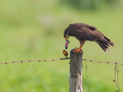 Snail Kite / Slakkenwouw / Rostrhamus sociabilis