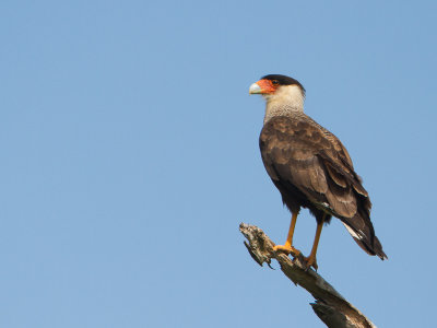 Crested Caracara / Kuifcaracara / Caracara plancus
