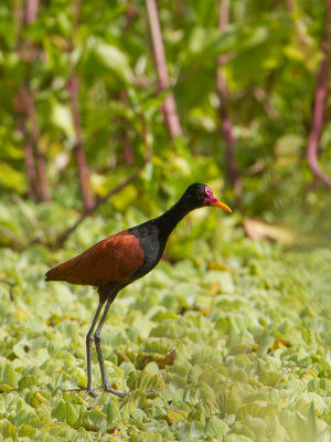 Wattled Jacana / Leljacana / Jacana jacana