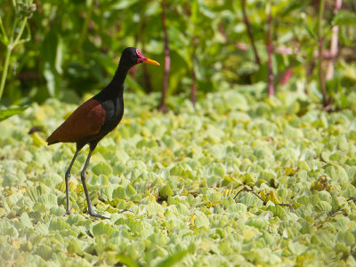 Wattled Jacana / Leljacana / Jacana jacana