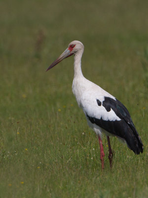Maguari Stork / Magoeari / Ciconia maguari