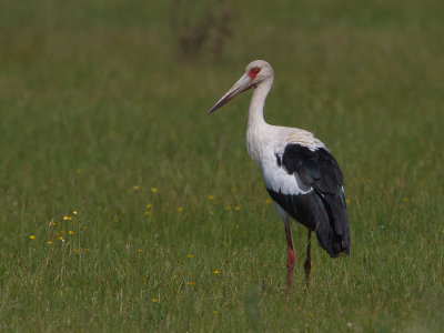 Maguari Stork / Magoeari / Ciconia maguari