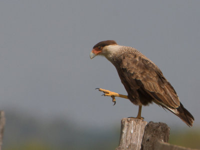 Crested Caracara / Kuifcaracara / Caracara plancus