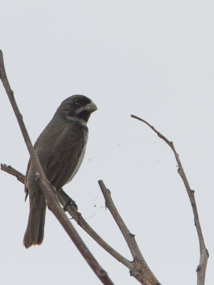 Double-collared Seedeater / Witbaarddikbekje / Sporophila caerulescens