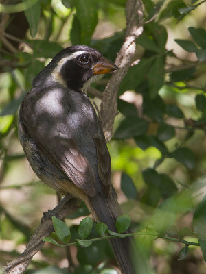 Golden-billed Saltator / Goudsnavelsaltator / Saltator aurantiirostris