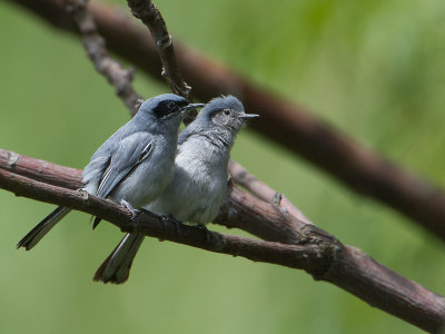 Masked Gnatcatcher / Maskermuggenvanger / Polioptila dumicola