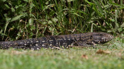 Argentine Black-and-White Tegu / Tupinambis merianae