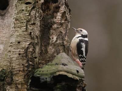 Middelste bonte specht / Middle Spotted Woodpecker / Dendrocopos mediu