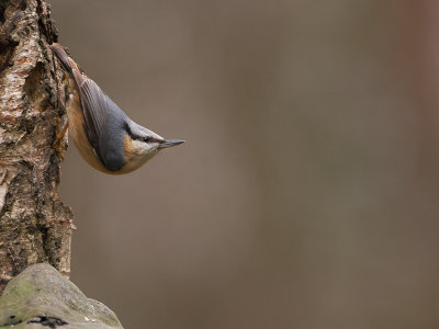 Boomklever / Eurasian Nuthatch / Sitta europaea 