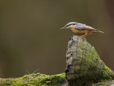 Boomklever / Eurasian Nuthatch / Sitta europaea 