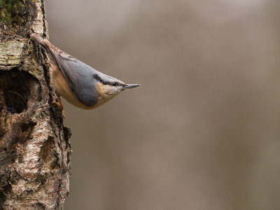 Boomklever / Eurasian Nuthatch / Sitta europaea 