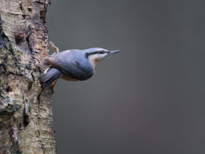 Boomklever / Eurasian Nuthatch / Sitta europaea 